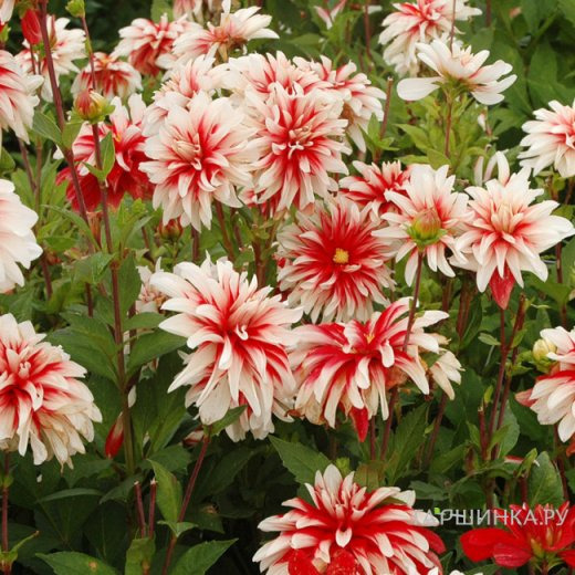 Георгина Кэтчинг Фаер декоративная