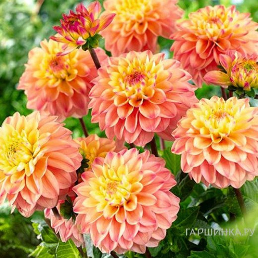 Георгина Принцесса Элизабет бордюрная