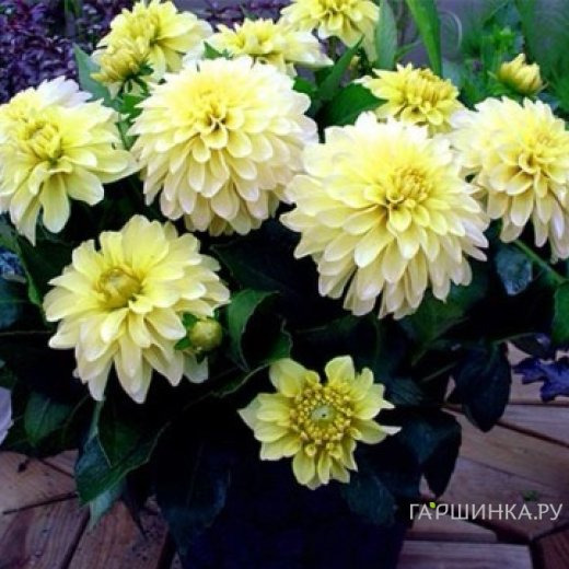 Георгина Геллери Серенада бордюрная