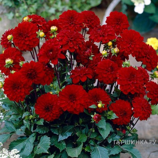 Георгина Геллери Зингер бордюрная