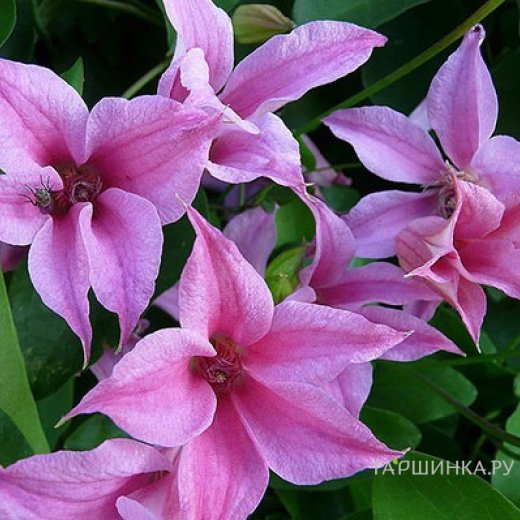 Клематис Дачес оф Албани (3)