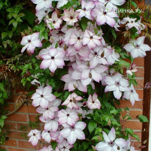 Клематис Фонд Меморис (Теплые воспоминания) крупноцветковый (3)