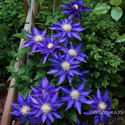 Клематис Хакуокан крупноцветковый (2)