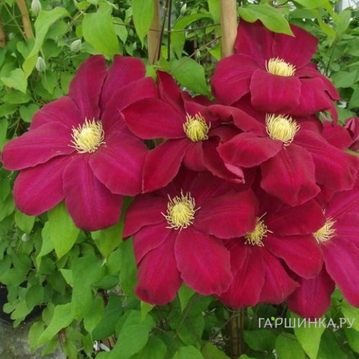 Клематис Хоши но Фламенко крупноцветковый (2)