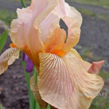 Ирис бородатый Эдвард оф Виндсор