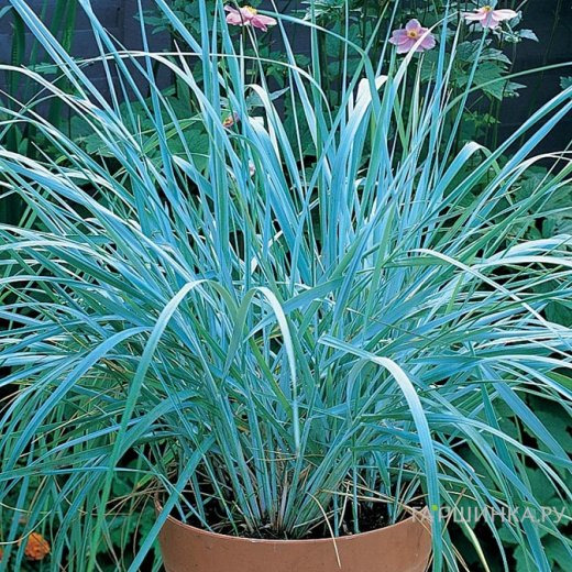 Колосняк (Элимус) песчаный