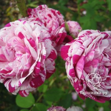 Роза Вариегата Ди Болонья бурбонская, Кордес (лиц)