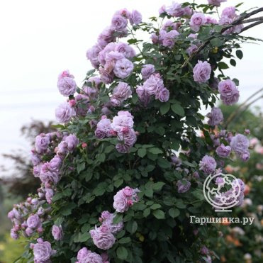 Роза Индиголетта, Кордес (лиц)