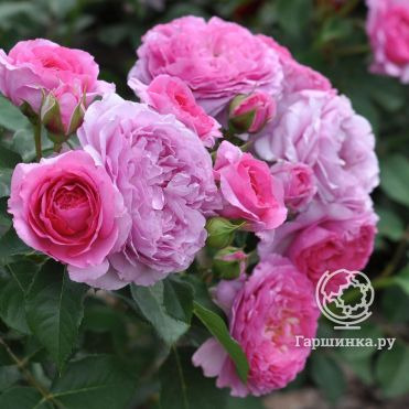 Роза Рене ван Ведберг, Фено Гено (лиц)