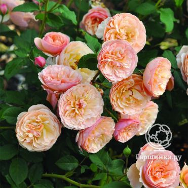 Роза Эвелин Уайлд, Фено Гено (лиц)