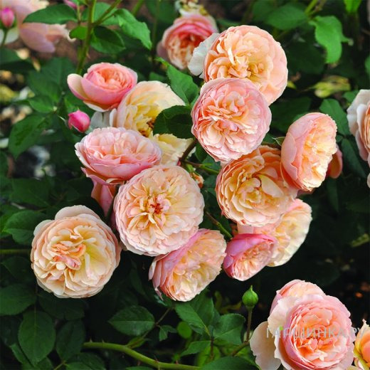 Роза Эвелин Уайлд, Фено Гено (лиц)