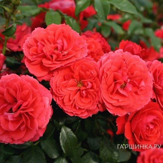 Роза Черри Герл флорибунда, Топалович (лиц)