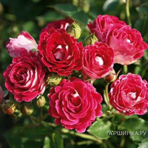 Роза Шоне Кобленцерин, Топалович (лиц)