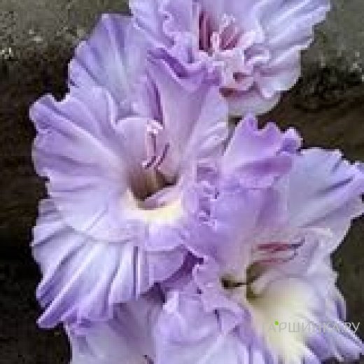 Гладиолус Голубая Метель