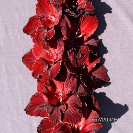 Гладиолус Черный атом