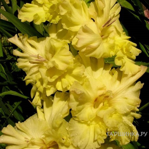 Гладиолус Золотая десятка