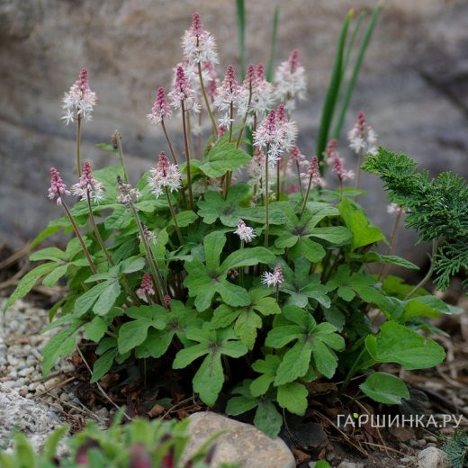 Тиарелла Пинк Скайрокет
