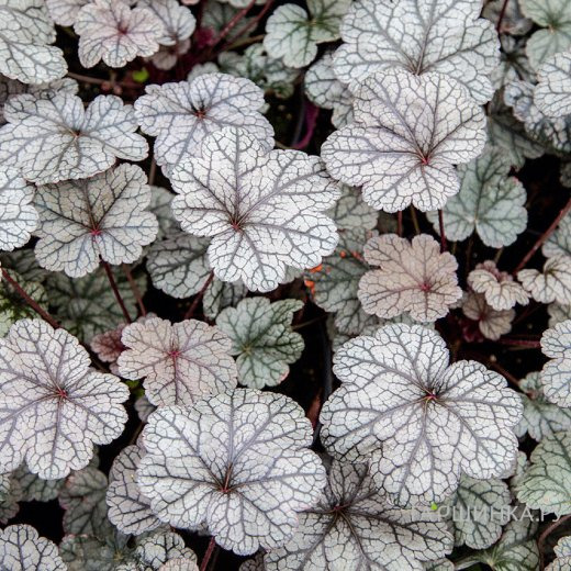 Гейхера Нозерн Икспожэ Сильвер