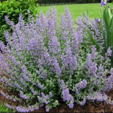 Котовник Парсиан Блю