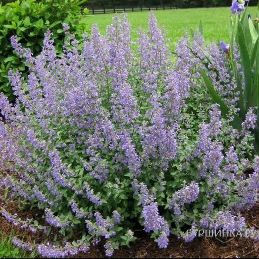 Котовник Парсиан Блю