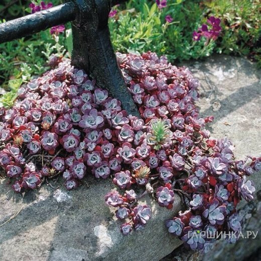 Очиток (седум) лопатчатолистный Пурпуреум