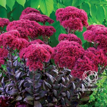 Очиток (седум) Тандерхед