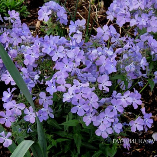 Флокс Блу Мун растопыренный
