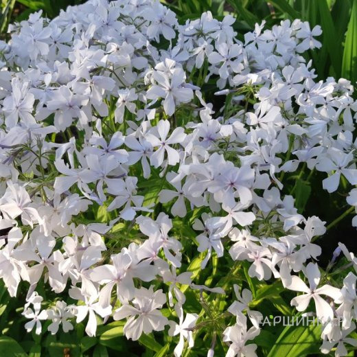 Флокс Мэй Бриз растопыренный