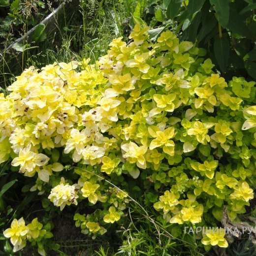 Душица Голд Наггет