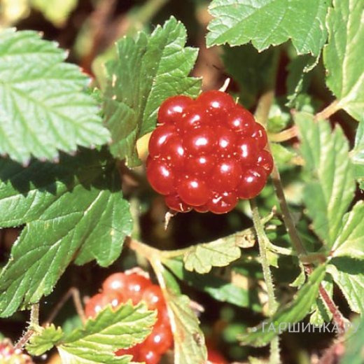 Княженика Астра