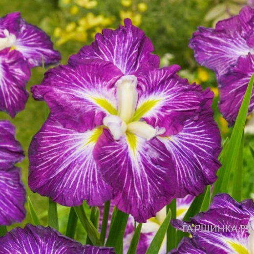 Ирис мечевидный Диннер Плейт Джелл О