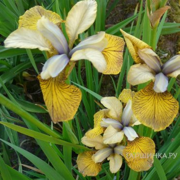 Ирис сибирский Флаинг Фидлес