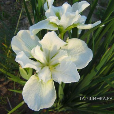 Ирис сибирский Галлс Винг