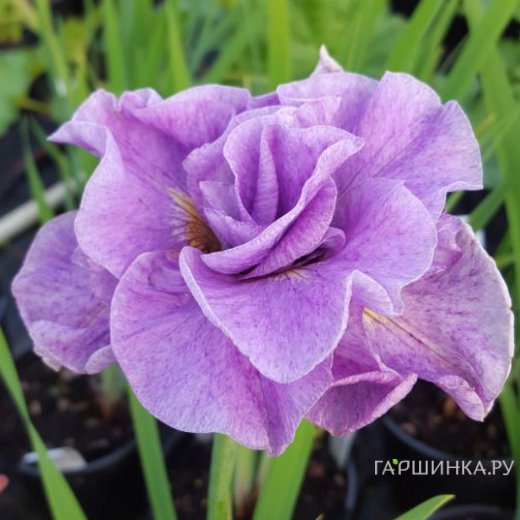 Ирис сибирский Пинк Парфейт