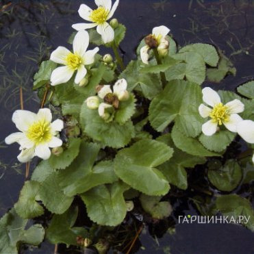 Калужница болотная Альба