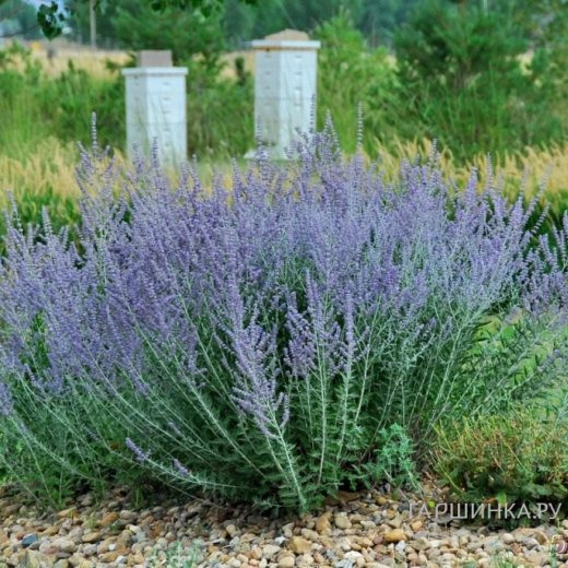 Перовския Блу Стил
