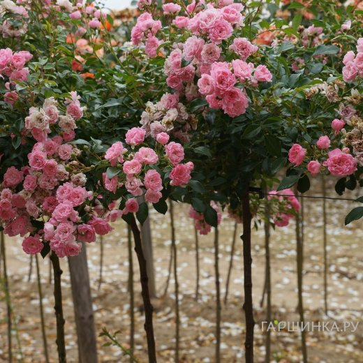 Роза Боника на штамбе 90 см