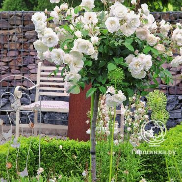 Роза Шнеевитхен на штамбе 90 см