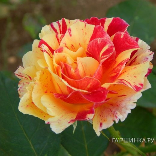 Роза Камиль Писсарро флорибунда, Топалович (лиц)