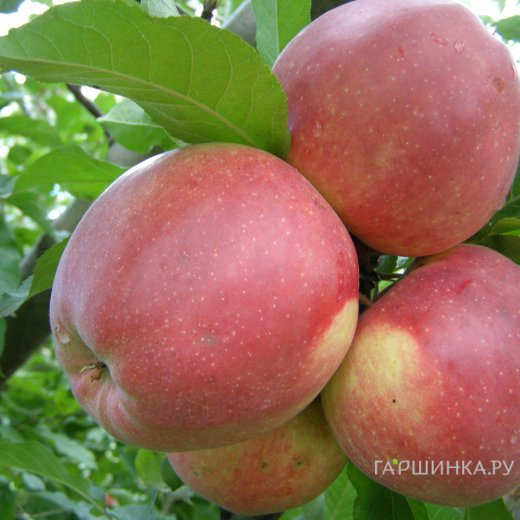 Яблоня Лигол