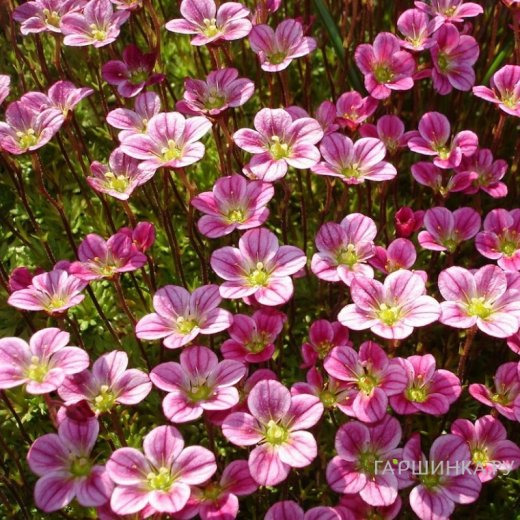 Камнеломка Арендса Розеа