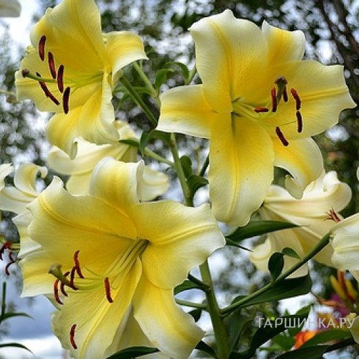 Лилия Манисса ОТ-гибрид