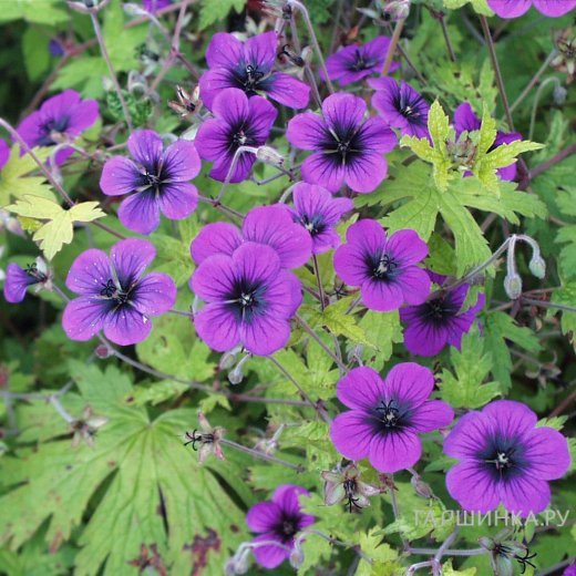 Герань садовая Энн Томпсон