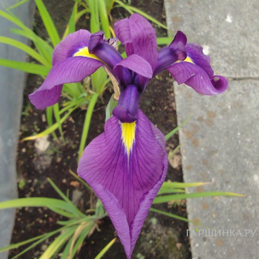 Ирис версиколор Кермесина