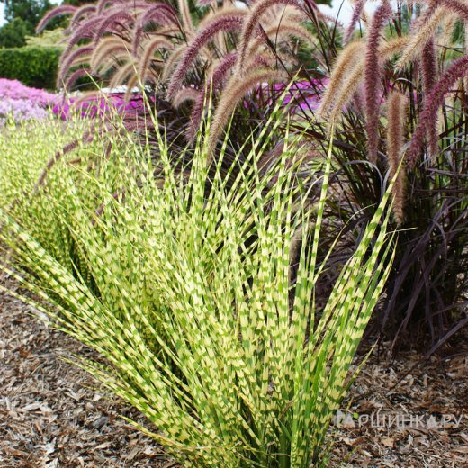 Мискантус Голд Бар