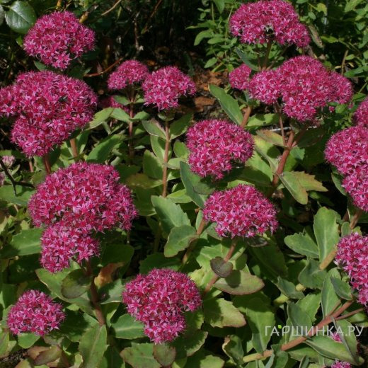 Очиток (седум) Карл