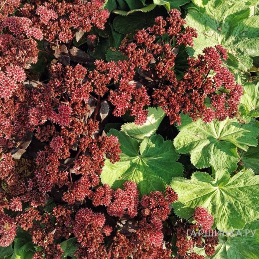 Очиток (седум) Джози Аубергайн