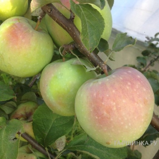 Яблоня Фрегат