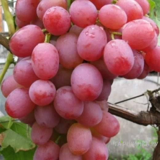 Виноград Ливия столовый