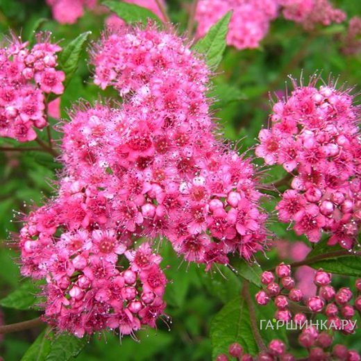 Спирея Бумальда